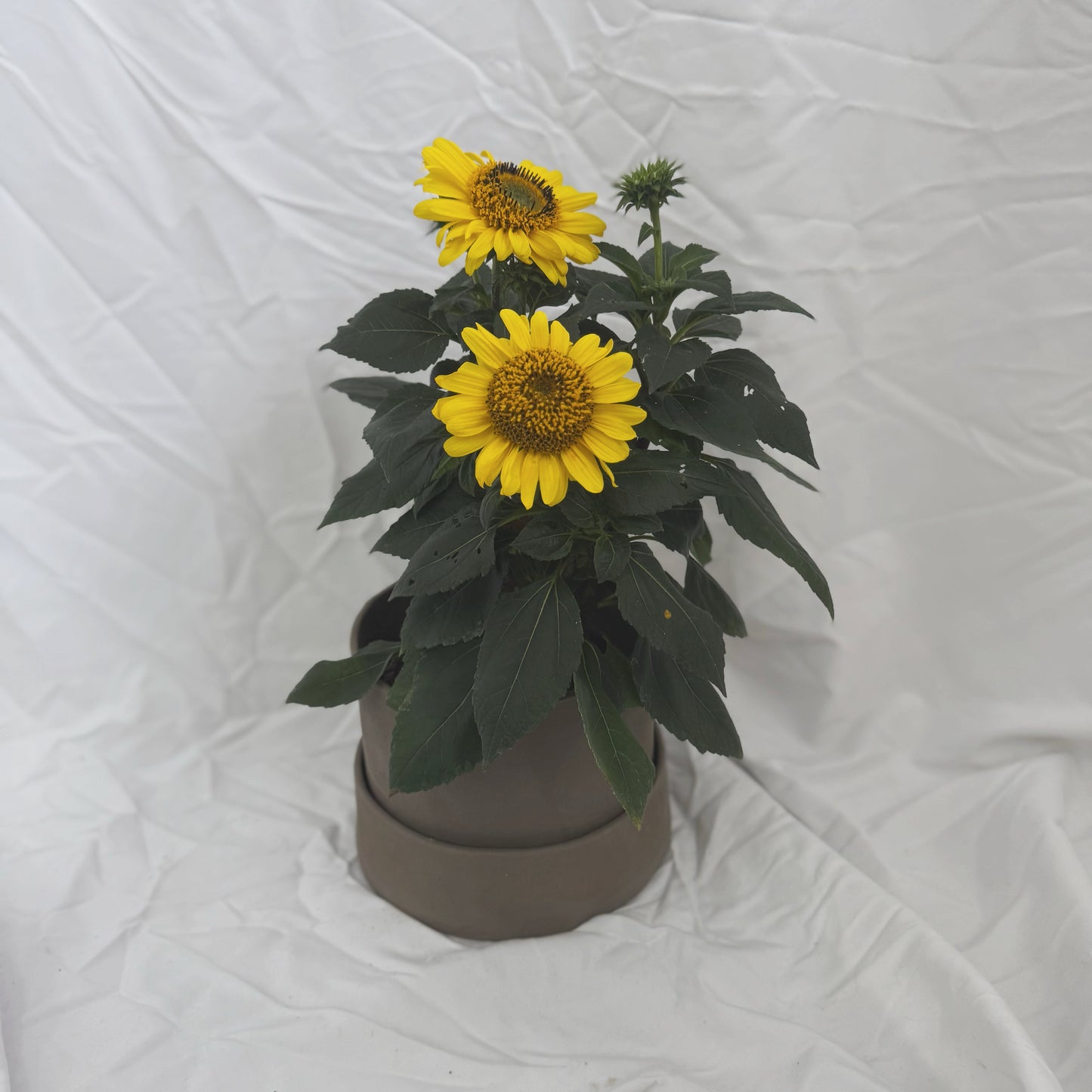 Flowerpot With Saucer