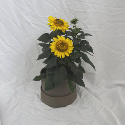 Flowerpot With Saucer